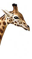 girraffe