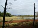 tree lake