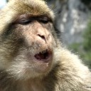 monkey2 howl