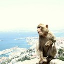 monkeeeey doh!