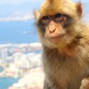 monkey